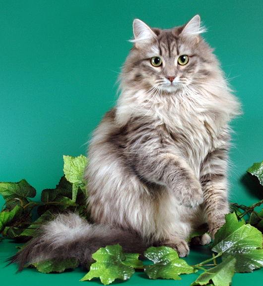 Сибирская кошка, порода 
полудлинношерстных кошек. 