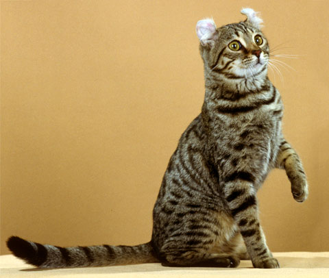 Американский кёрл (англ. American curl) — порода полудлинношёрстных и короткошёрстных кошек