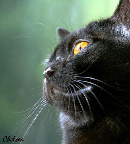 Бомбейская кошка (Bombay Cat), порода короткошерстных 
кошек.