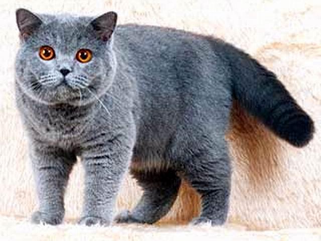 Британская короткошерстная кошка (Голубая)