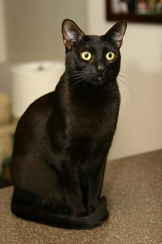 Бомбейская кошка (Bombay Cat), порода короткошерстных  кошек.