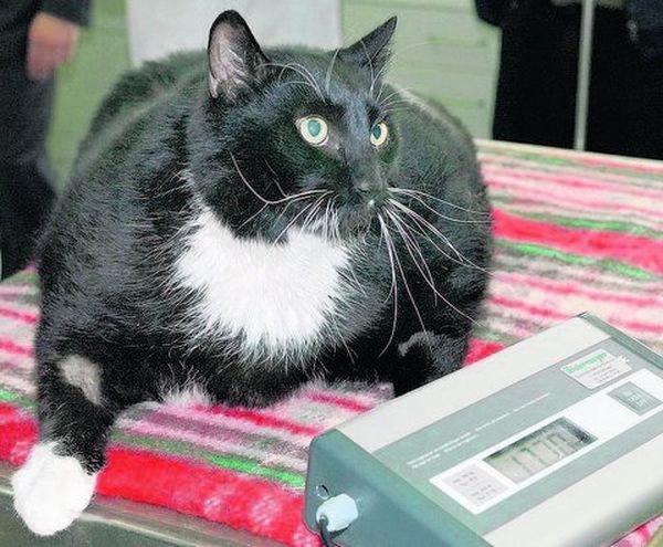 Для кошек, имеющих с избыточный вес, риск заболеть диабетом особенно высок. Фото: ДПА