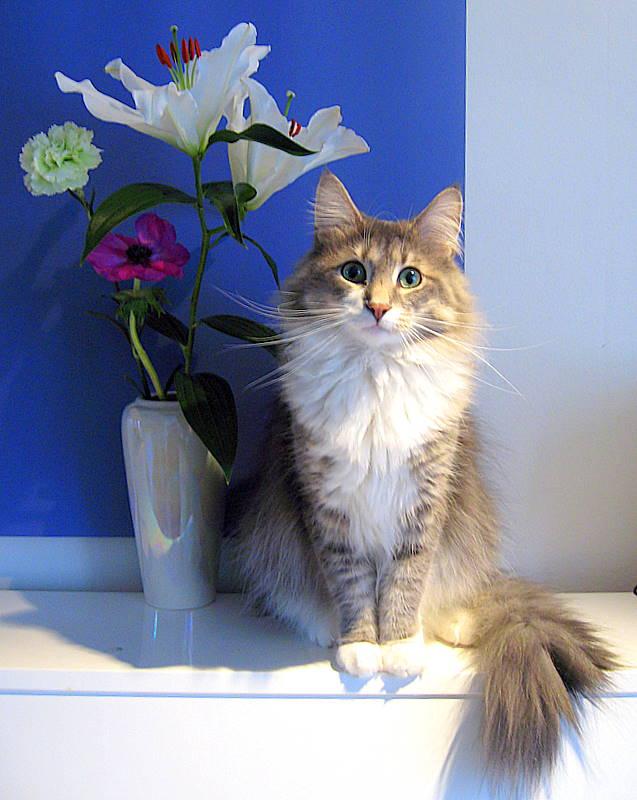 Норвежская лесная кошка (Norw. Forest Cat),  порода полудлинношерстных кошек.