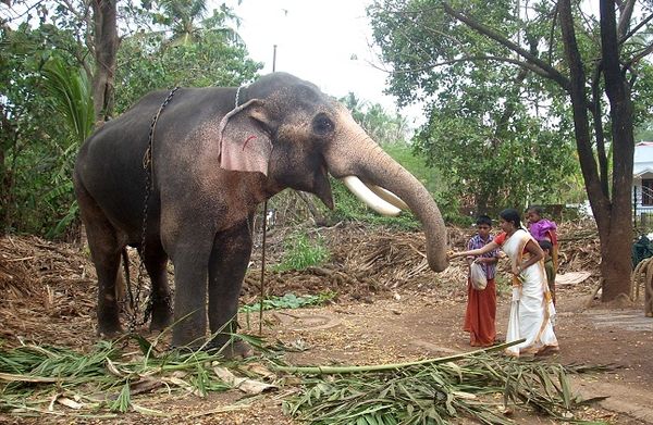 Раман считается слоном с проблемным характером (фото: fecktv.com)