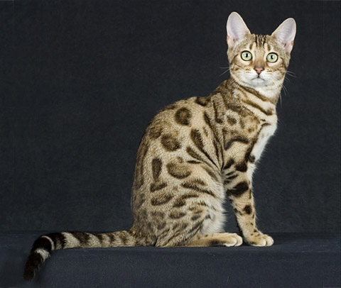 Бенгальская кошка (лат. Prionailurus (Felis) bengalensis), также дальневосточная, или леопардовая кошка