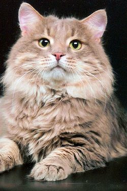 Сибирская кошка, порода  полудлинношерстных кошек. 