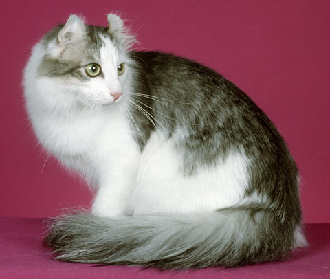 Американский кёрл (англ. American curl) — порода полудлинношёрстных и короткошёрстных кошек