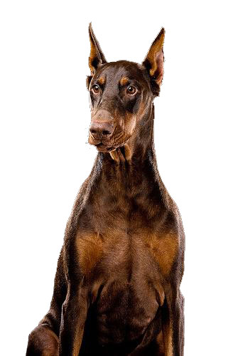 Доберман (доберман-пинчер) — порода короткошёрстных служебных собак