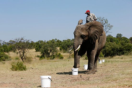 Тренировка слона по поиску взрывчатки Фото: Siphiwe Sibeko / Reuters