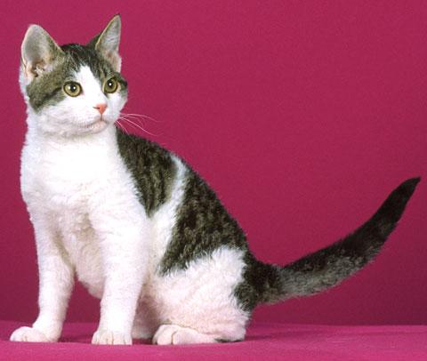Американская жесткошерстная кошка (American Wirehair)