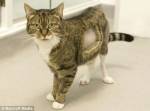 Кошке  установили первый в мире искусственный коленный сустав