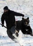 Медведица убежала из зоопарка в Польше