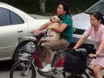 В Шанхае введут закон "одна семья - одна собака"