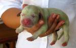 Зелёный щенок родился в Бразилии