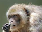 В Японии из зоопарка сбежала агрессивная обезьяна