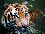Малайской тигрице поставили искусственный сустав