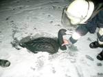 Немецкие пожарные спасли пластикового лебедя