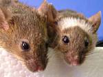 Поющие мыши запутали ученых