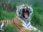 Директора зоопарка посадили за продажу мертвых тигров