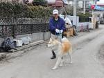 В Японии спасли дрейфовавшего на доме пса