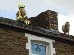 Валлийские пожарные сняли с крыши дома овцу