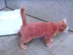 Китаец нашел на улице розового котенка