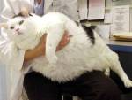 16-килограммового кота посадили на диету