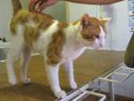 Одесского кота спасли от дворника-киллера
