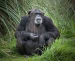 Власти США пересмотрят статус шимпанзе, живущих в неволе