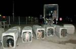 500 собак и щенков спасли в Канаде
