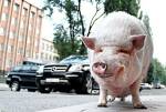 В донецкой семье живет свинья весом 140 кг