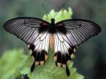 Тропической бабочке сделали пересадку крыла