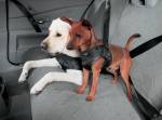 Водители Великобритании одобрили введение ремней безопасности для собак