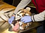 Стоматолог вылечил зуб взрослому амурскому тигру 