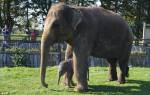 Слониха родила после двух лет беременности