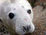 Обреченный на смерть детеныш тюленя был спасен людьми