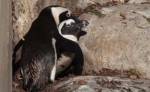 Пингвины с нетрадиционной сексуальной ориентацией