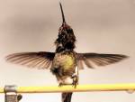 Колибри стряхивают воду чтобы уменьшить вес