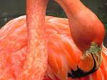 В кузбасском лесу нашли заблудившегося фламинго