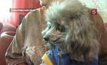 Ветеринары Хабаровска возвращают зрение слепым собакам