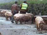 Свиньи заблокировали движение по китайскому шоссе