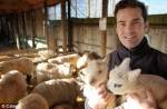 Сбежавший баран за сутки оплодотворил 33 овцы