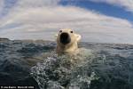 Встреча с белым медведем в открытом море