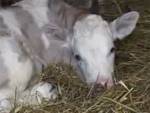 В Сербии родился сиреневый теленок