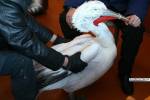 Жители Керчи спасли замерзающего пеликана