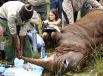 После анестезии носорог так и не проснулся