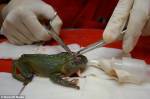Раненую газонокосилкой лягушку прооперировали ветеринары