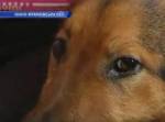 В Прикарпатье пес спас замерзающую девушку