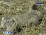 Забайкальские коты-манулы - новые жители Московского зоопарка!