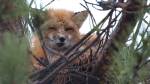 Воронье гнездо стало для канадской лисы новым жильем